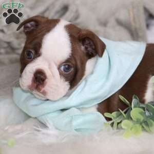 Blossom, Boston Terrier Puppy